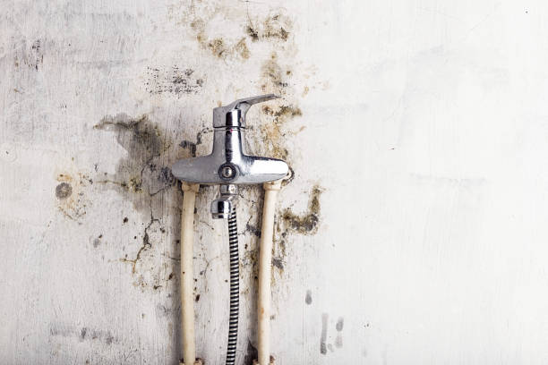 Best Certified Mold Removal  in Laughlin, NV