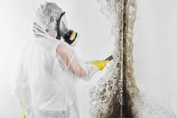 Best Mold Removal and Inspection  in Laughlin, NV