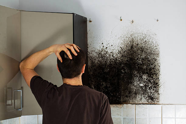 Mold Removal and Inspection in Laughlin, NV